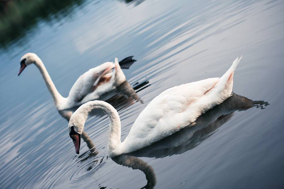 湖を泳ぐ2匹の白鳥の美しい写真