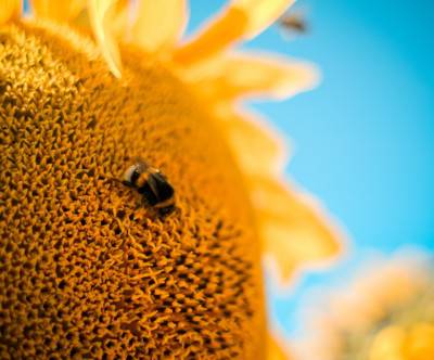 蜂とヒマワリと青空の夏らしい写真