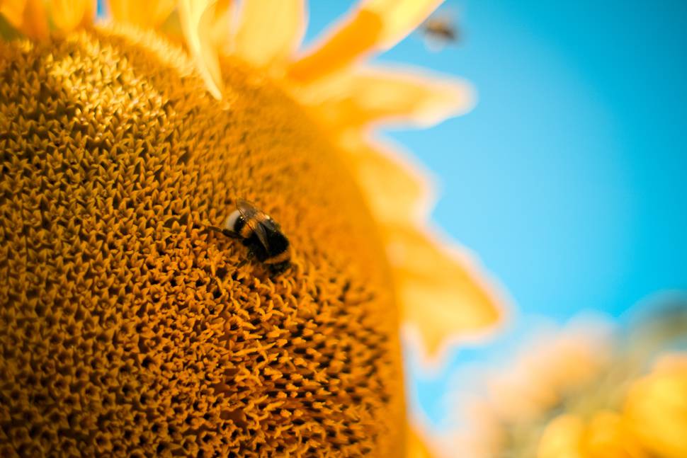 蜂とヒマワリと青空の夏らしい写真