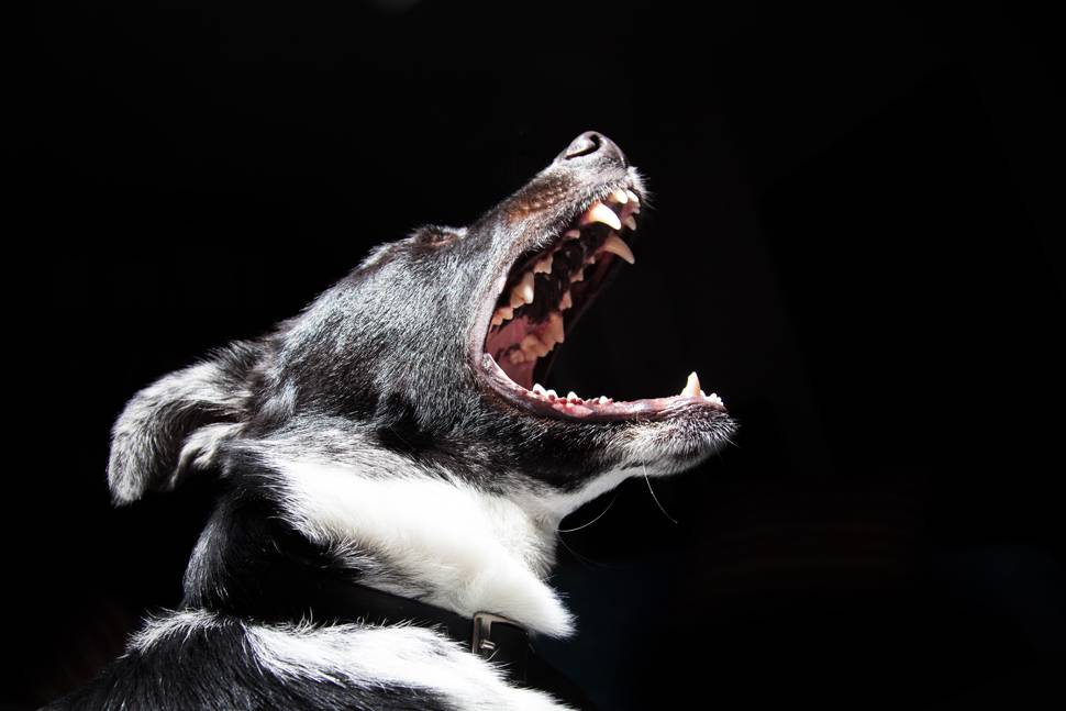 吠える犬の横顔を撮影した迫力の写真