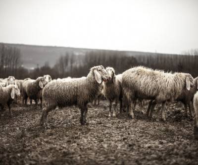 photo-flock-sheeps-cool-gray