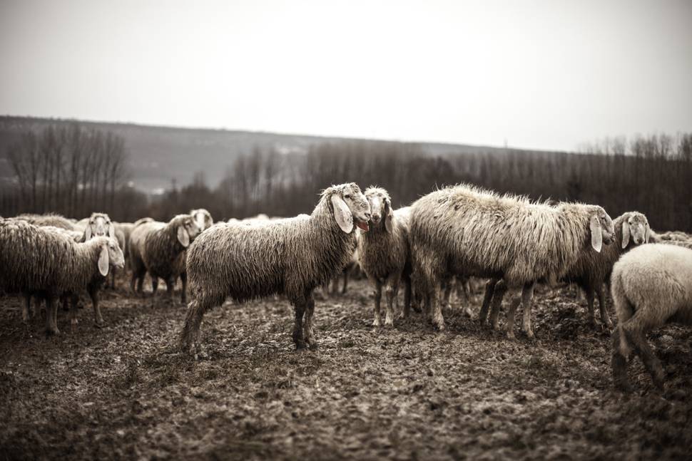 羊の群れをグレーで撮影した重厚感ある写真