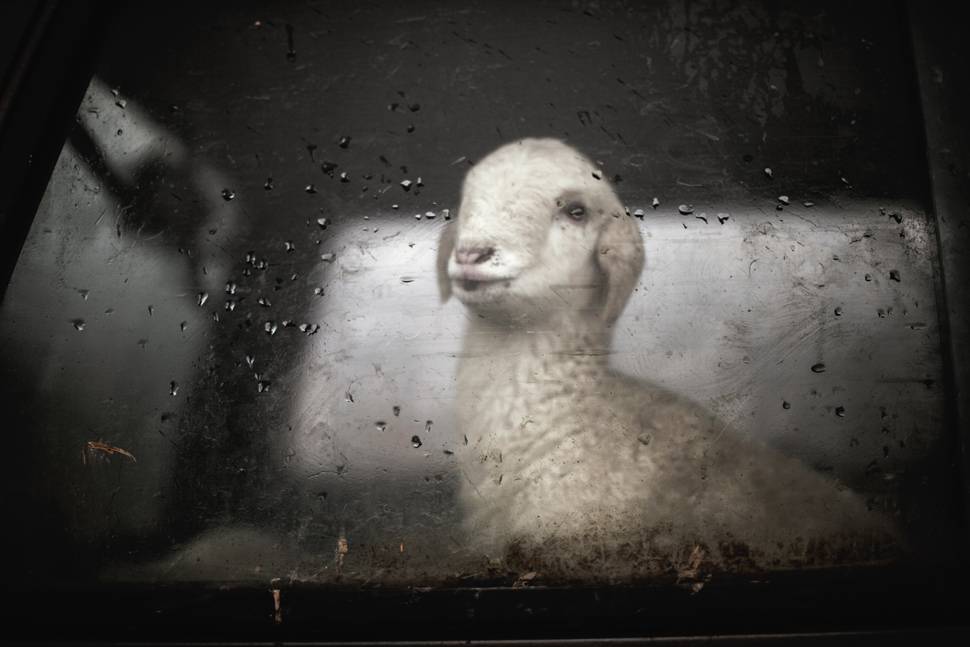 車窓から外を見つめる子羊の可愛い写真