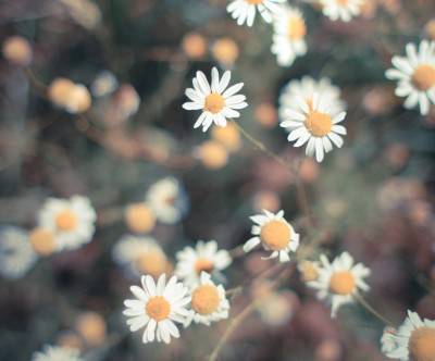 photo-retro-daisy-cute