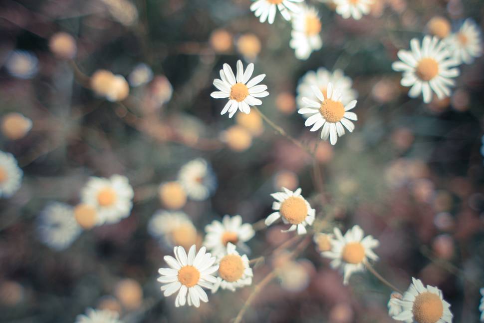 デイジー（ヒナギク）の花のレトロな写真