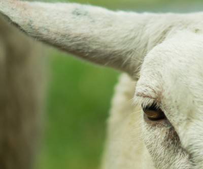 photo-sheep-close-up-eye