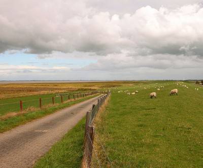 羊を放し飼いにする牧場の風景の写真