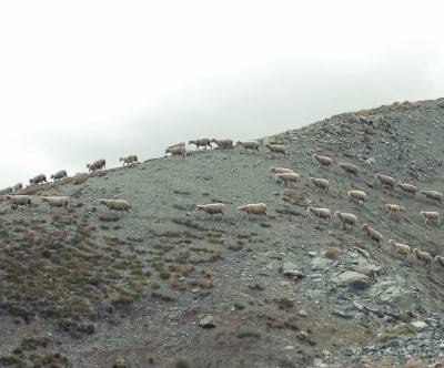 岩山を行列で歩く羊の群れの渋い写真