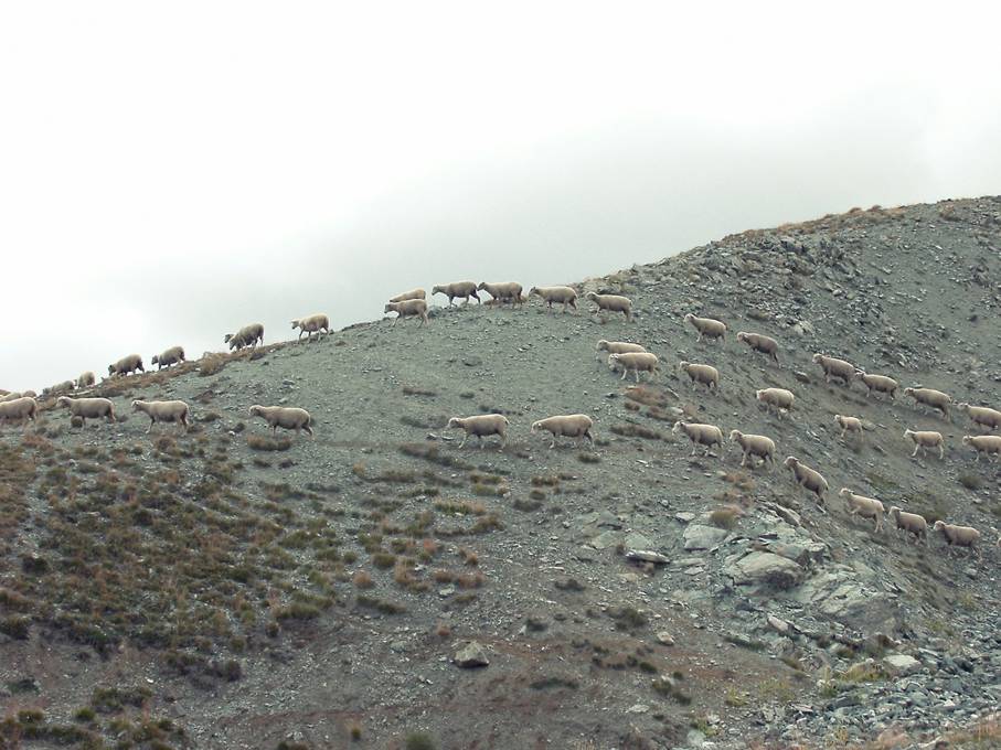 岩山を行列で歩く羊の群れの渋い写真
