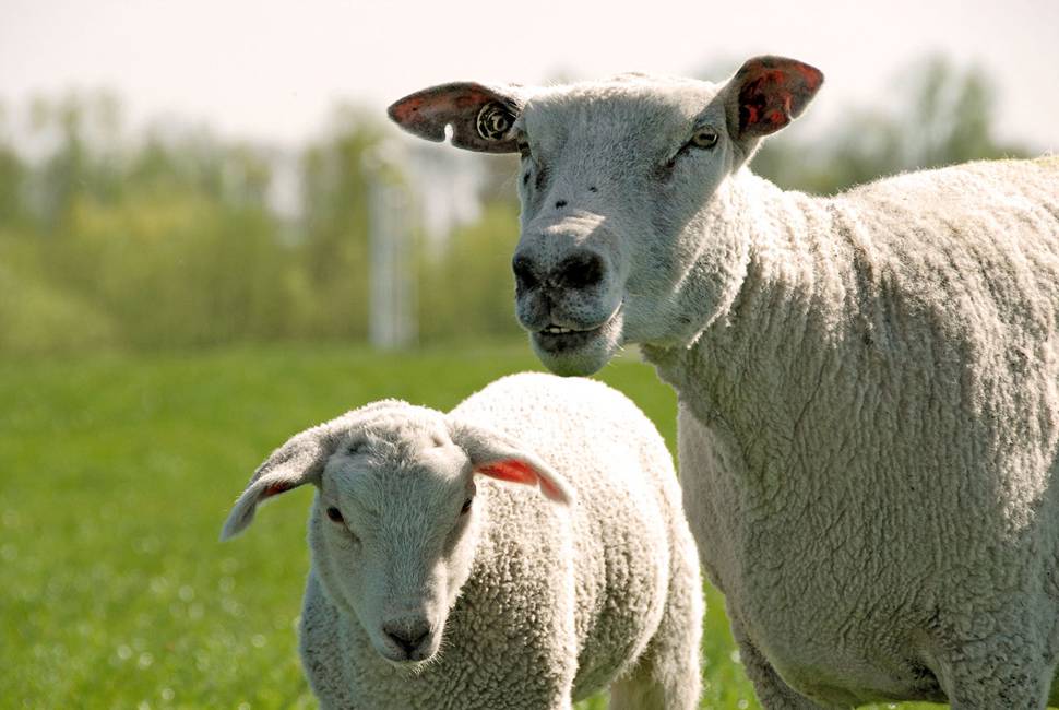 ふわふわの毛並みの羊の親子の可愛い写真