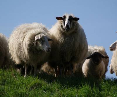 photo-sheeps-on-a-dike