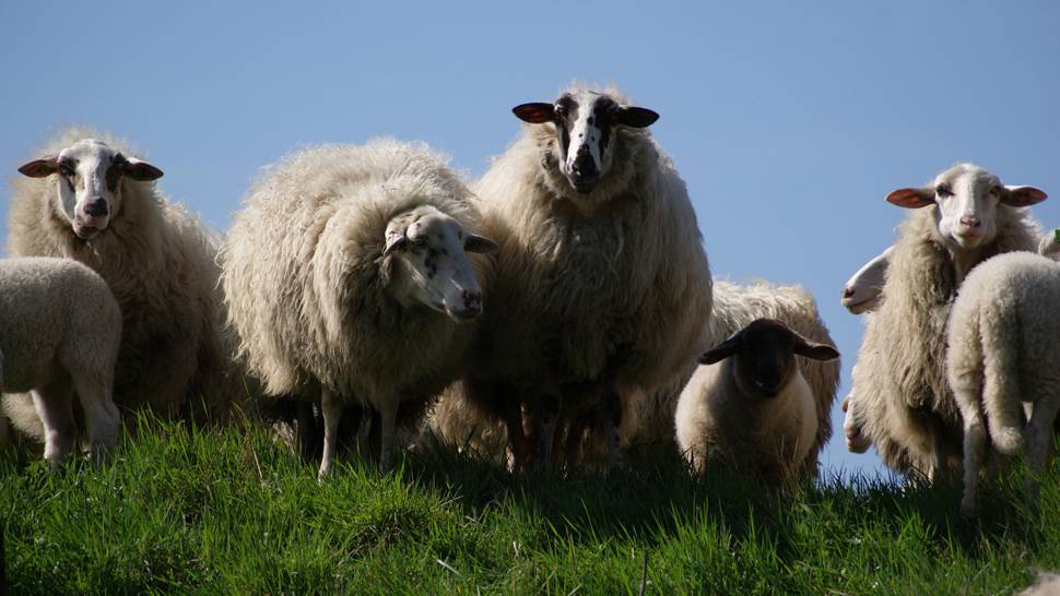 長毛の羊達と草原と青空の綺麗な写真