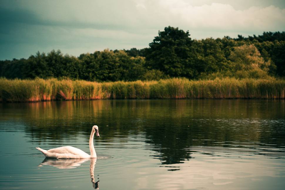 静かな湖を優雅に泳ぐ白鳥の写真