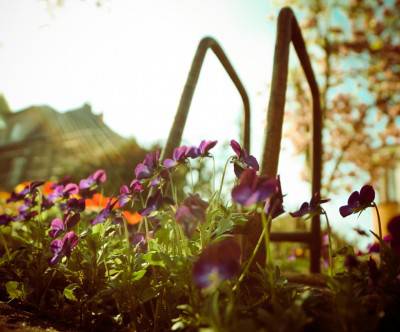 超ローアングルのスミレの花の写真