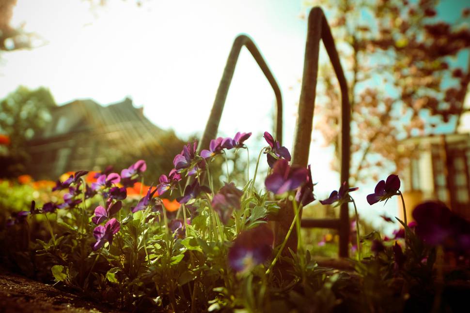超ローアングルのスミレの花の写真