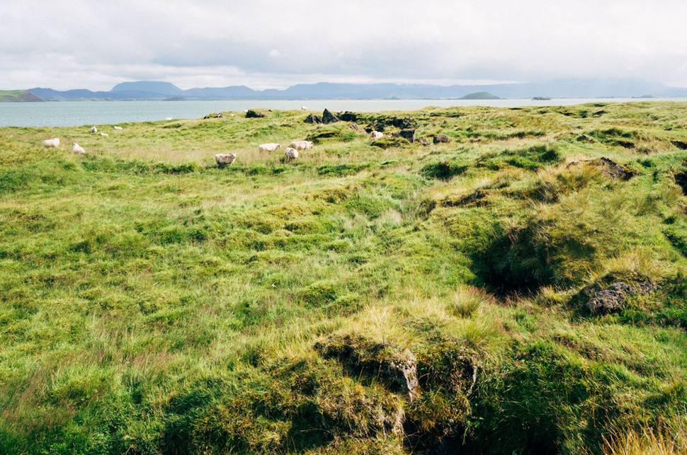 一面緑の草原と羊達の爽やかな写真