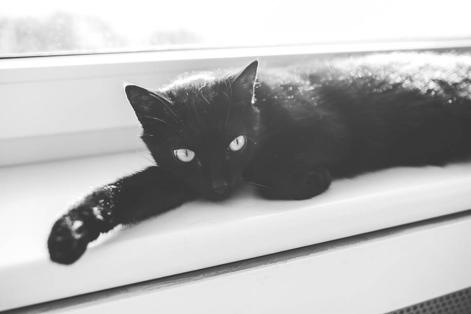 窓辺で日向ぼっこ中の黒猫のモノクロ写真
