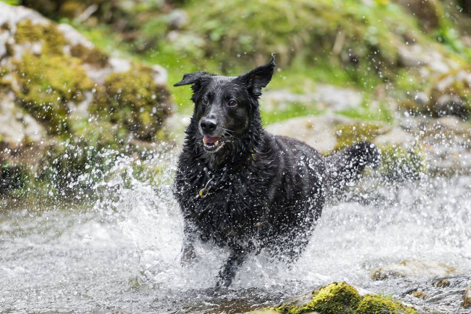 水飛沫をあげて川辺を走る犬の元気な写真