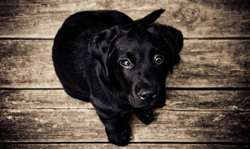 黒いラブラドールレトリバーの子犬の写真