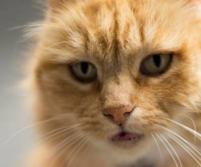 茶色い猫の顔のクローズアップの写真