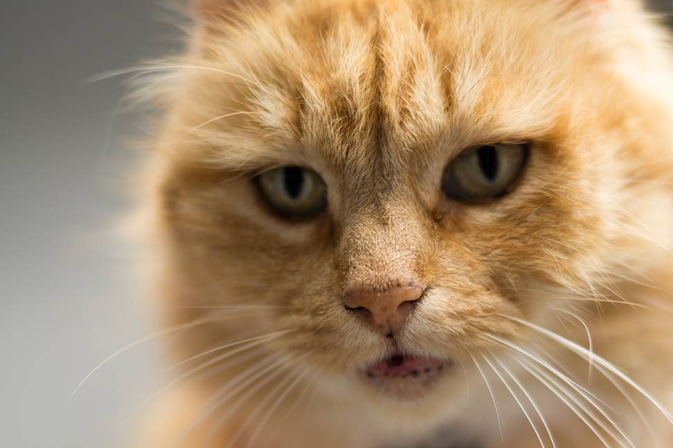 茶色い猫の顔のクローズアップの写真