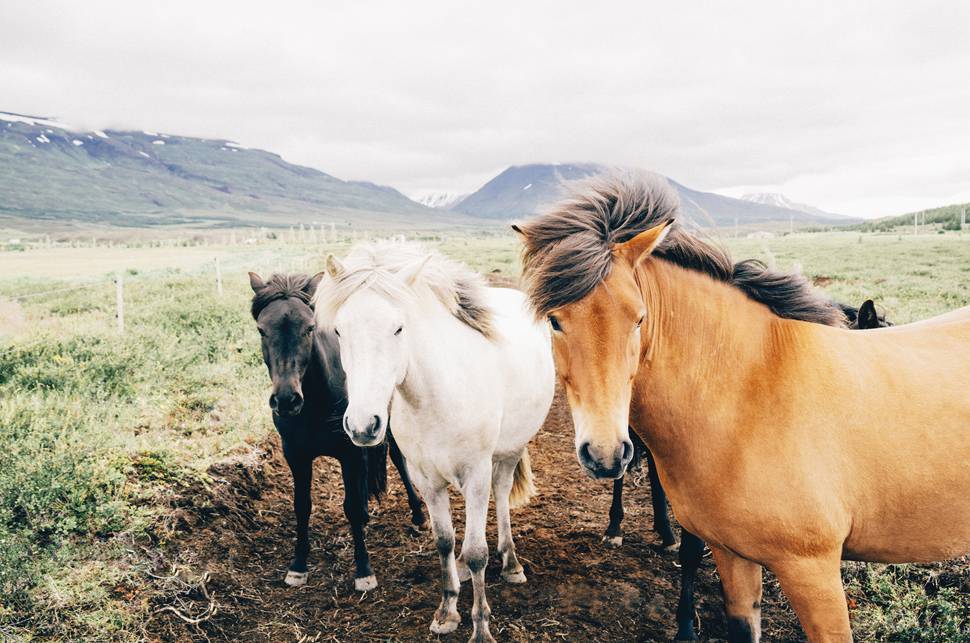 牧場の3匹の馬の綺麗で爽やかな写真
