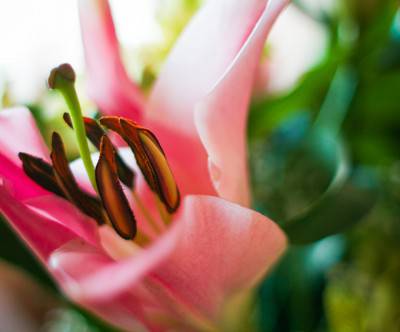 photo-detail-pink-lily-beautiful