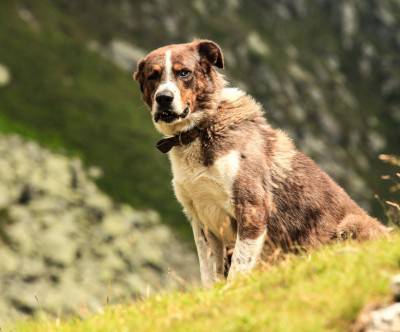 丘の上の凛々しい表情の犬の写真