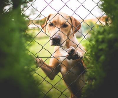 photo-dog-golden-retriever-fence