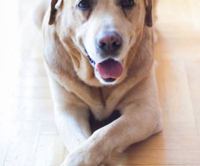 photo-dog-labrador-brown-smile