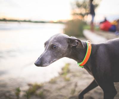 photo-dog-little-greyhound-bokeh