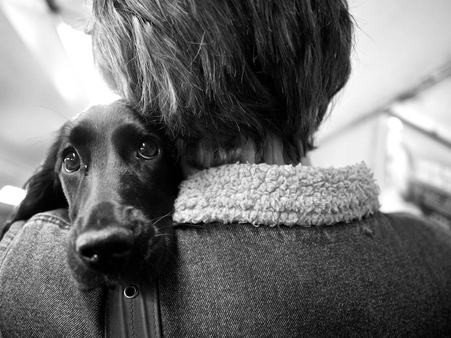 女性に抱きかかえられた犬のモノクロ写真