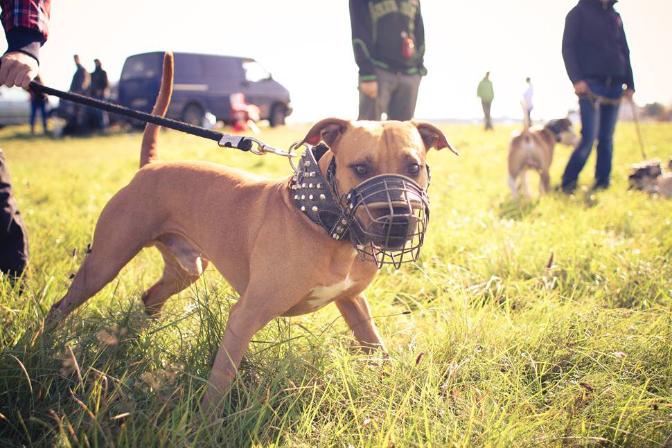 口にいかつい装具をつけた闘犬の写真