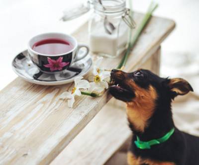 photo-dog-puppy-bite-flower-cute