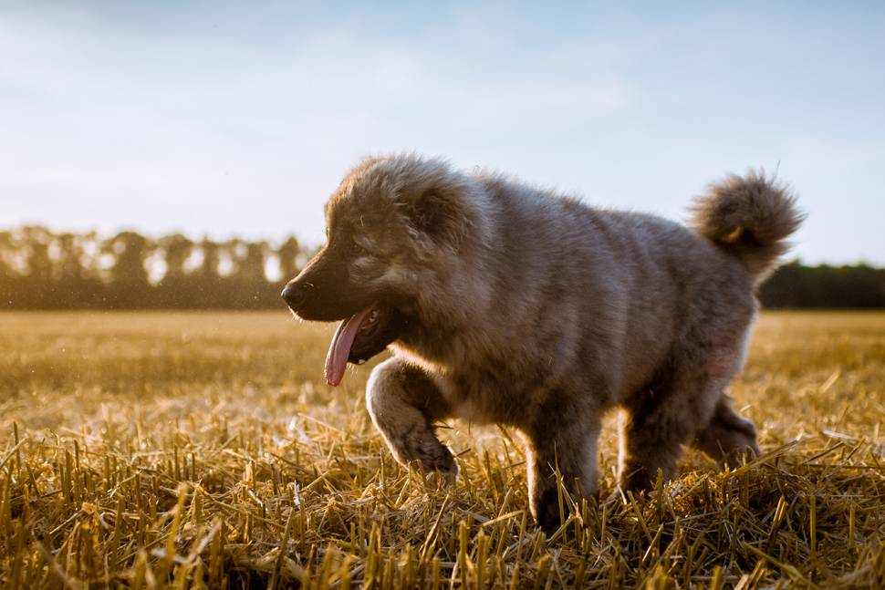 黄金色の芝生と夕日の中を走る子犬の写真