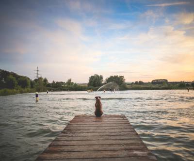 photo-dog-sit-pier-cool