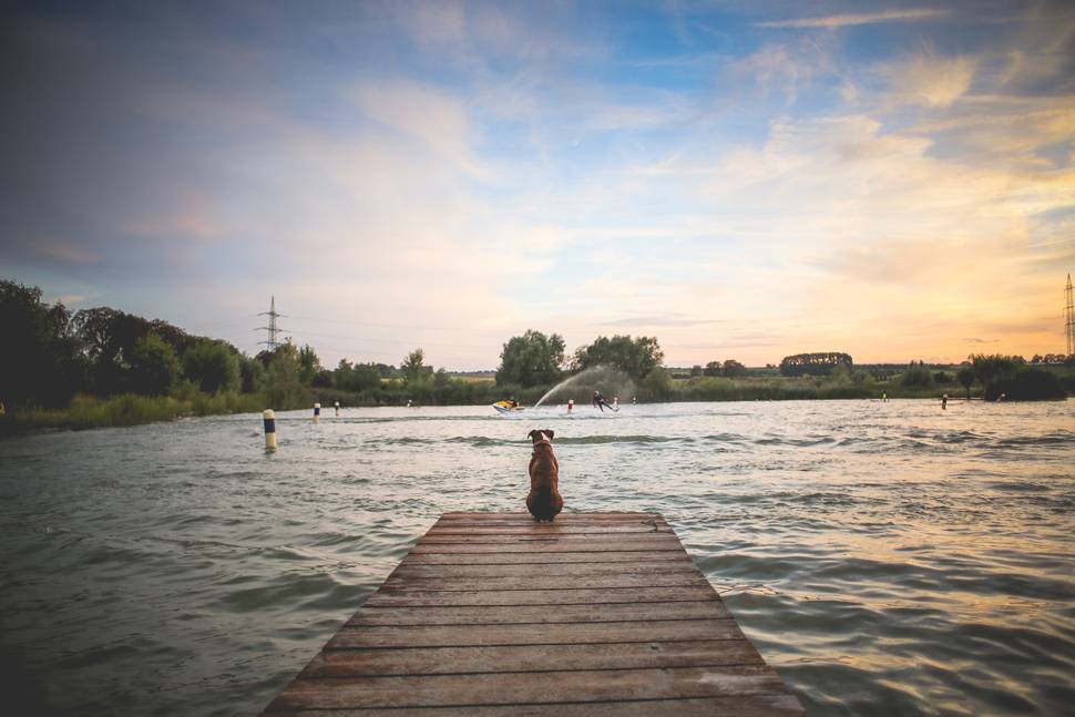 水上スキーを見つめる犬の後ろ姿の写真