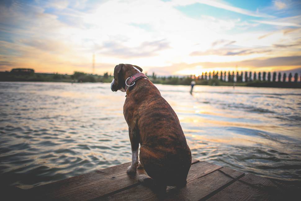 桟橋に座る犬の後ろ姿と夕焼けの写真