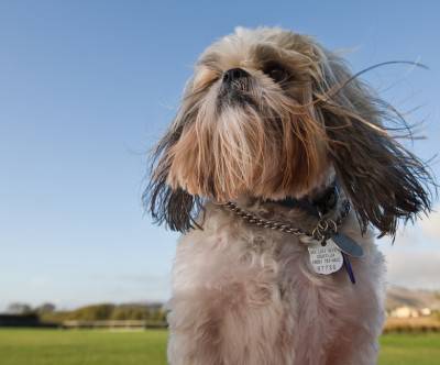 風に吹かれるシーズー犬の爽やかな写真