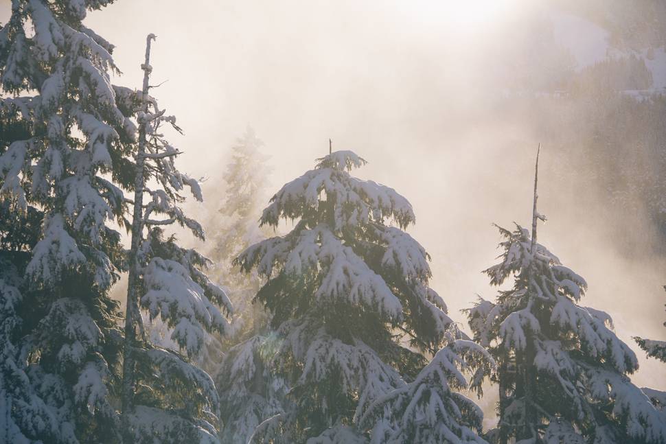 雪の積もったモミの木の森の綺麗な写真