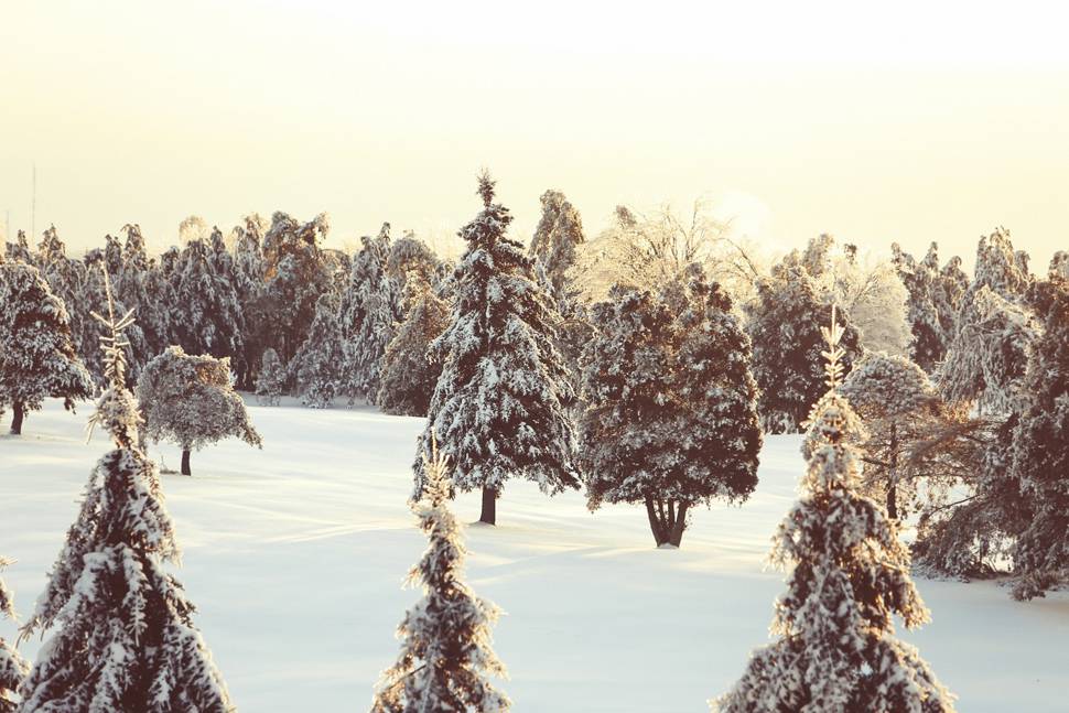 夕日に染まった雪化粧をした樅の木の写真