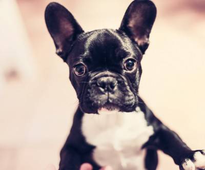 つぶらな瞳の小型犬の可愛い写真