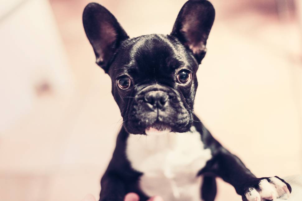 つぶらな瞳の小型犬の可愛い写真