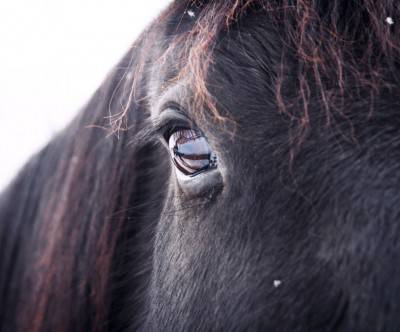 photo-horse-eye-cute-clear