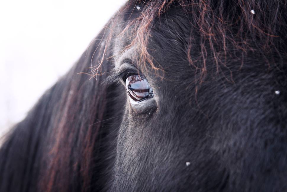 冬の馬の潤んだ瞳を撮影した綺麗な写真
