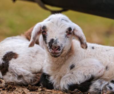 photo-lamb-sheep-cute-close-up