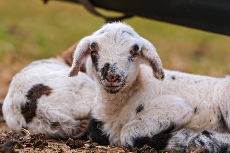 地面に座った可愛い仔羊を撮影した写真
