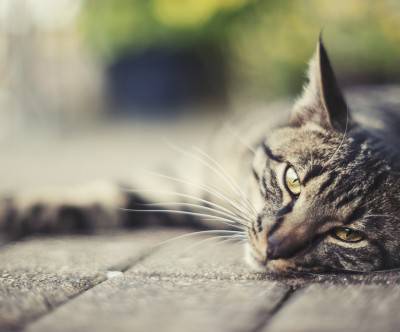 石畳に顔を付けてカメラ目線な猫の写真