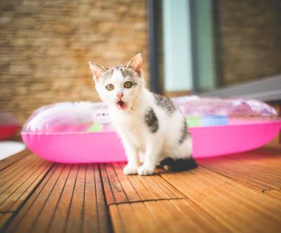 ベランダの子猫と浮き輪の可愛い写真
