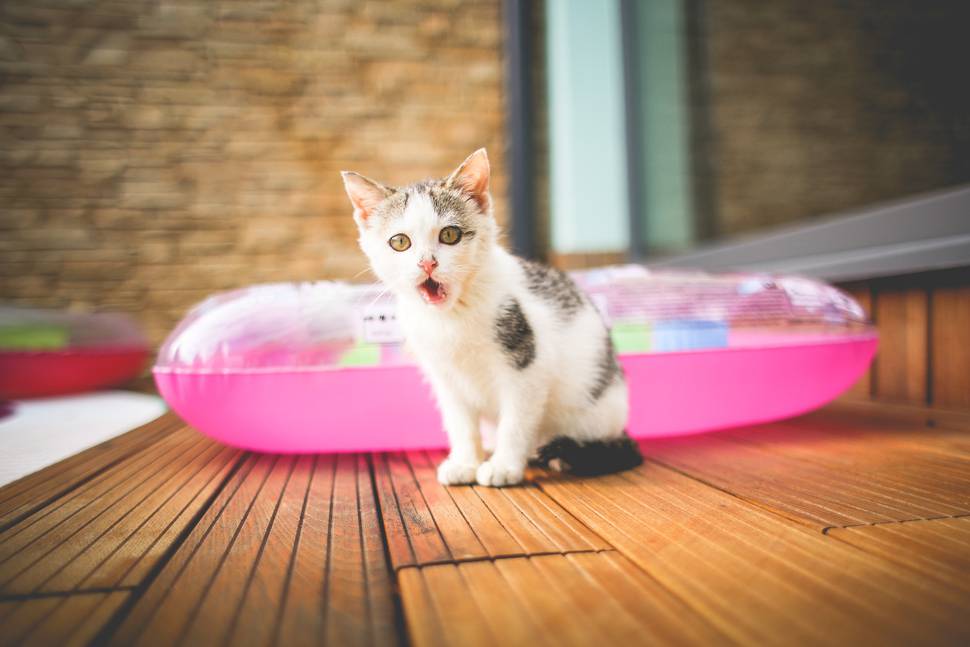ベランダの子猫と浮き輪の可愛い写真